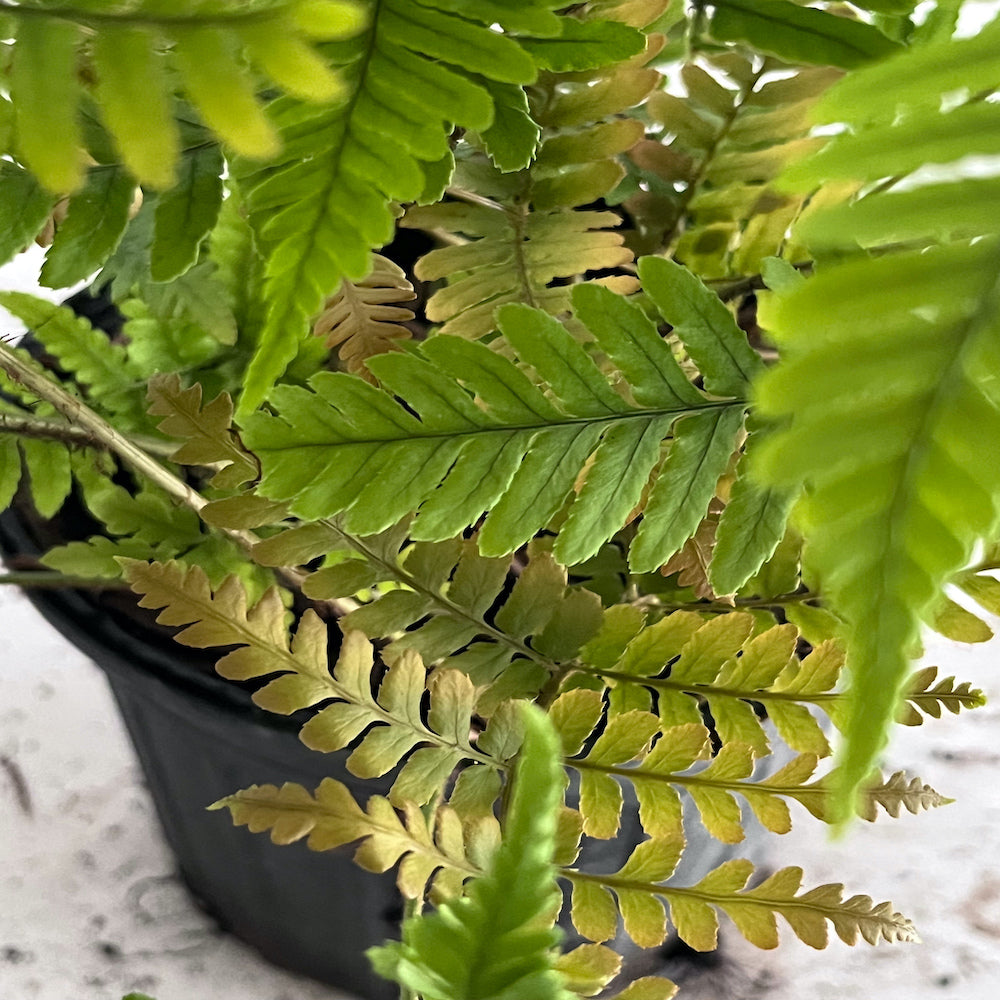 Fern Drypoteris Japanese Autumn Fern Plant in a 6-in. (1-gal.) Black Grower Pot