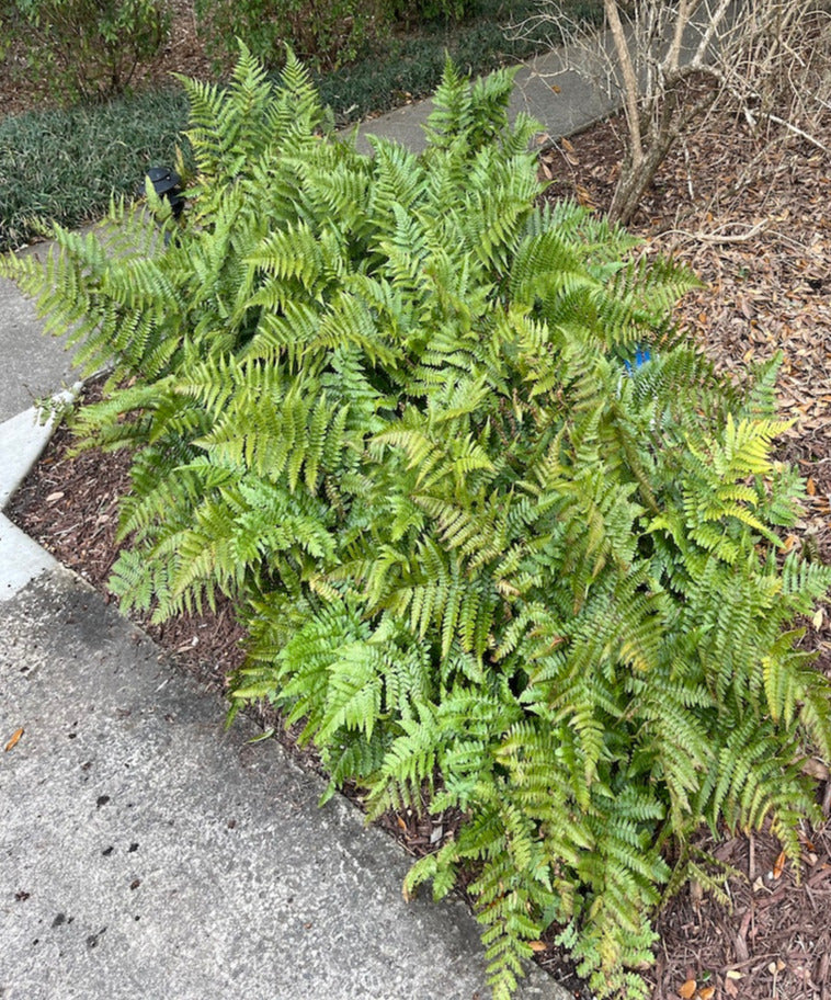 Fern Drypoteris Japanese Autumn Fern Plant in a 6-in. (1-gal.) Black Grower Pot