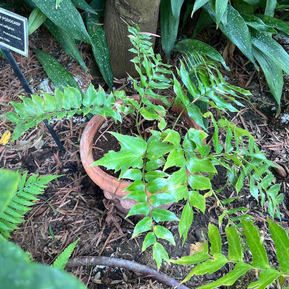 Cyrtomium Holly Fern Plant in a 6-in. (1-gal.) Grower Pot