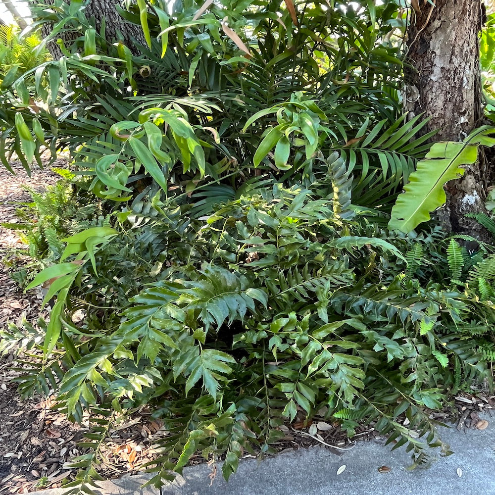Cyrtomium Holly Fern Plant in a 6-in. (1-gal.) Grower Pot