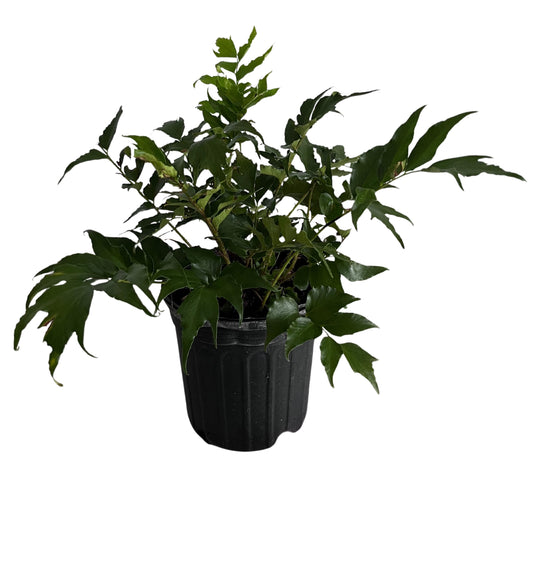 Cyrtomium Holly Fern Plant in a 6-in. (1-gal.) Grower Pot