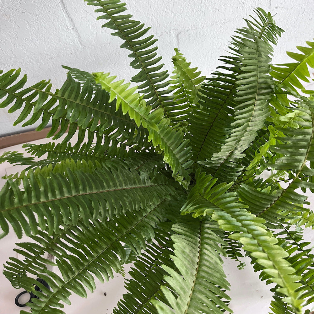 Fern Nephrolepis Kimberley Queen Fern Plant in a 6-in. (1-gal.) Black Grower Pot