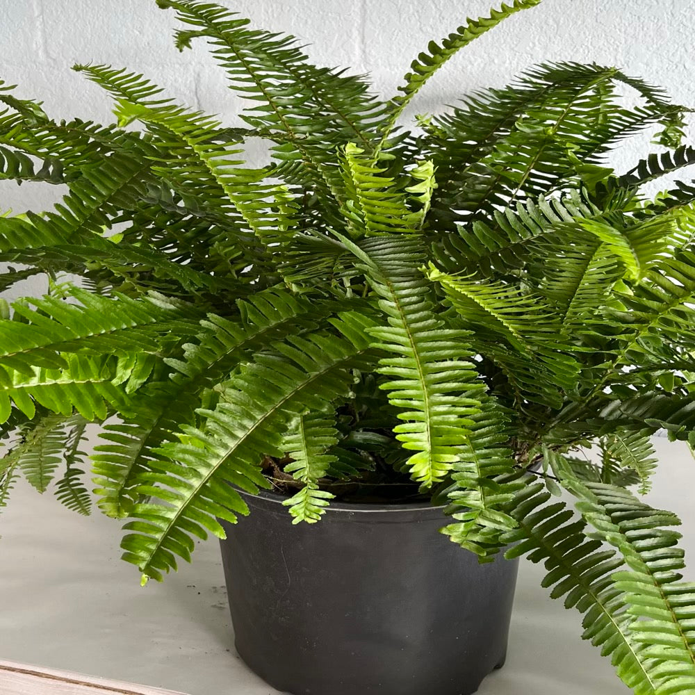 Fern Nephrolepis Kimberley Queen Fern Plant in a 6-in. (1-gal.) Black Grower Pot