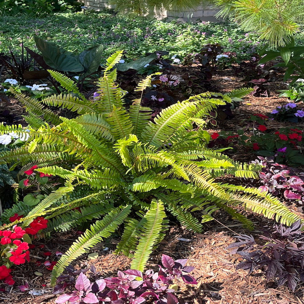 Fern Nephrolepis Kimberley Queen Fern Plant in a 6-in. (1-gal.) Black Grower Pot