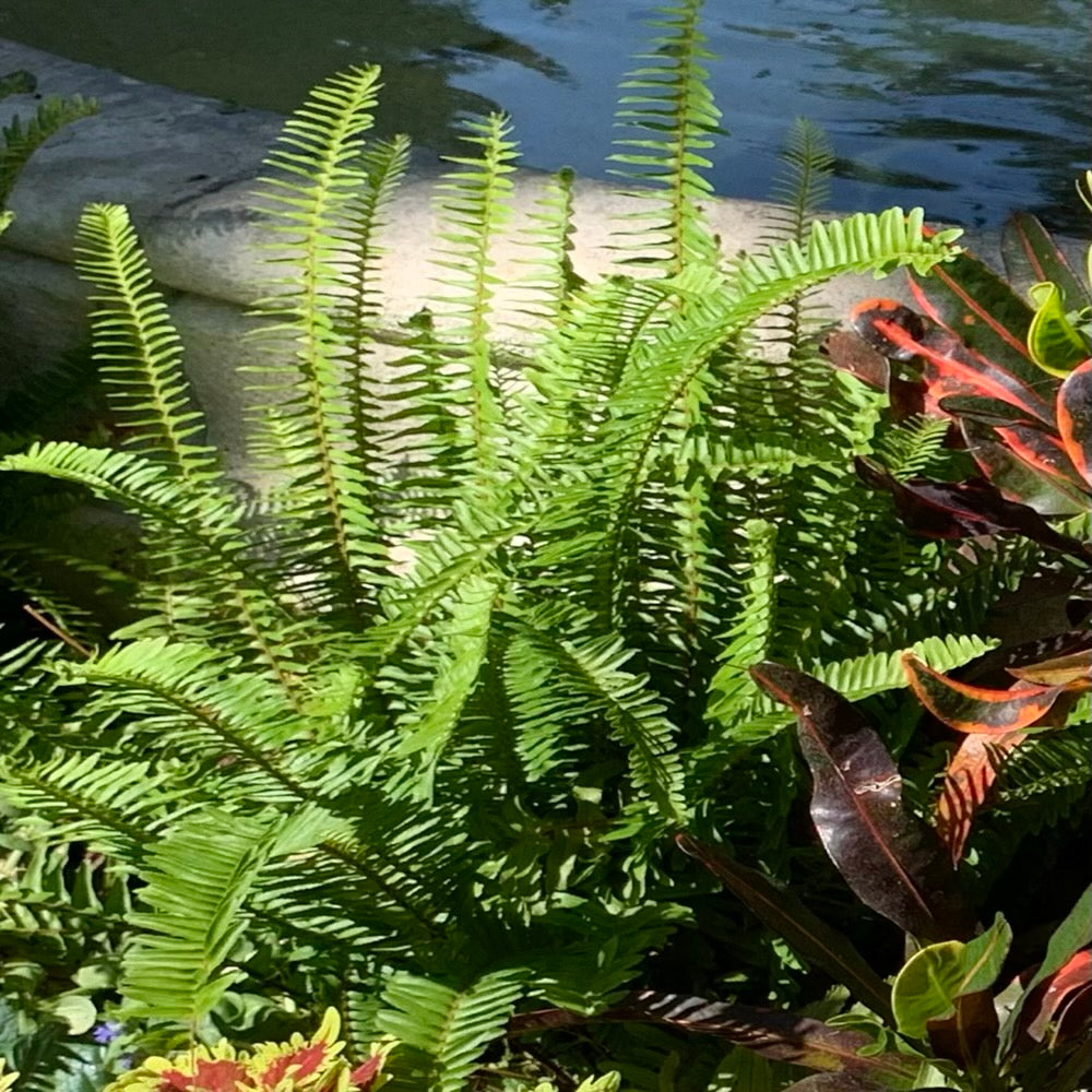 Fern Nephrolepis Kimberley Queen Fern Plant in a 6-in. (1-gal.) Black Grower Pot
