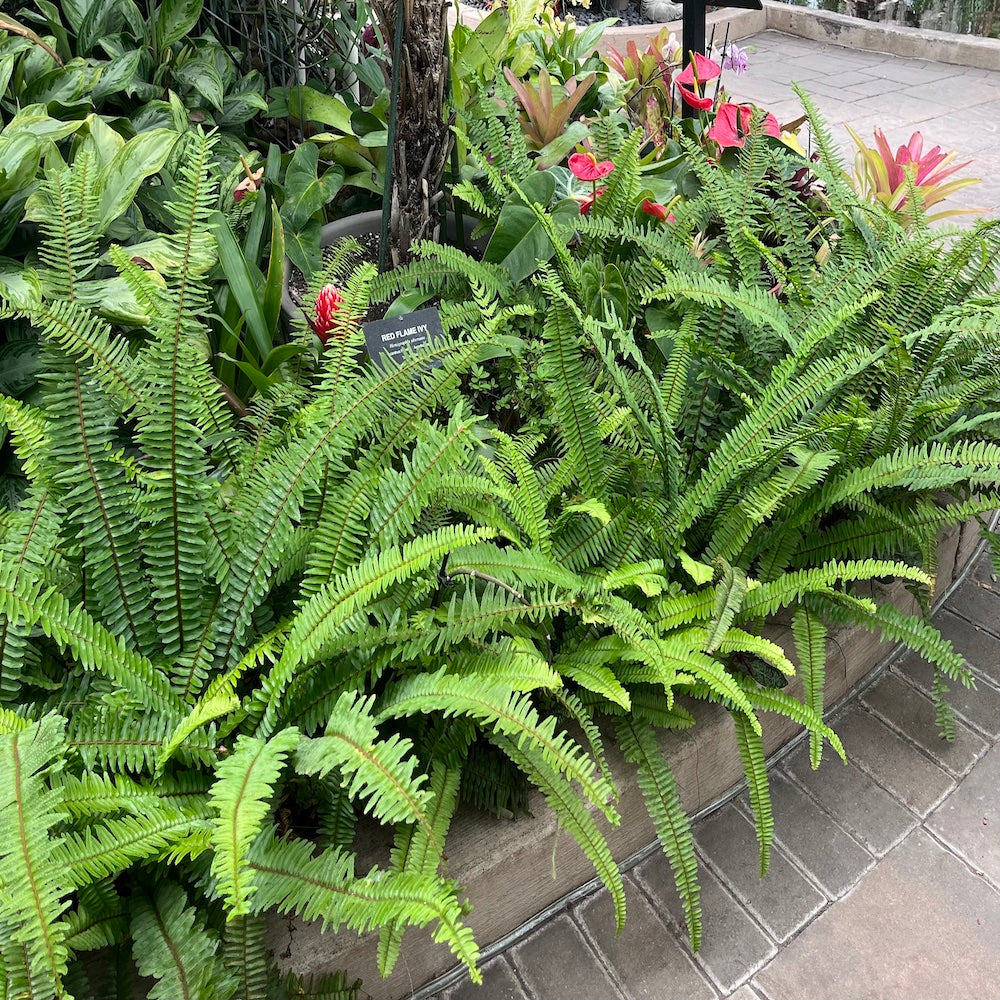 Fern Nephrolepis Kimberley Queen Fern Plant in a 6-in. (1-gal.) Black Grower Pot
