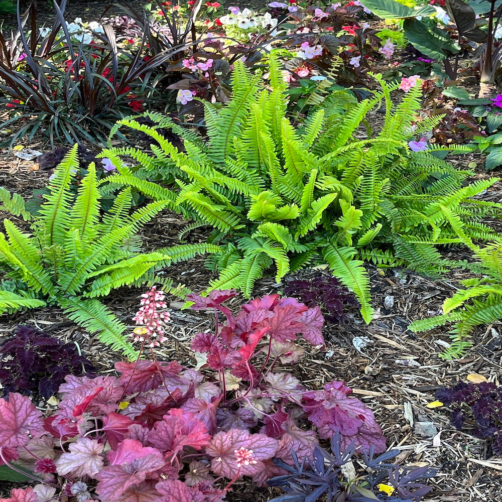 Fern Nephrolepis Kimberley Queen Fern Plant in a 6-in. (1-gal.) Black Grower Pot