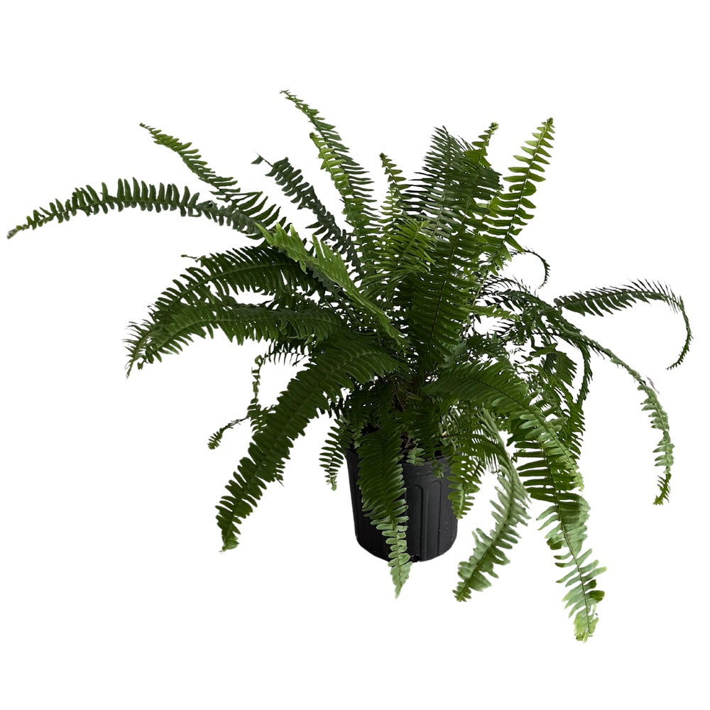 Fern Nephrolepis Kimberley Queen Fern Plant in a 6-in. (1-gal.) Black Grower Pot