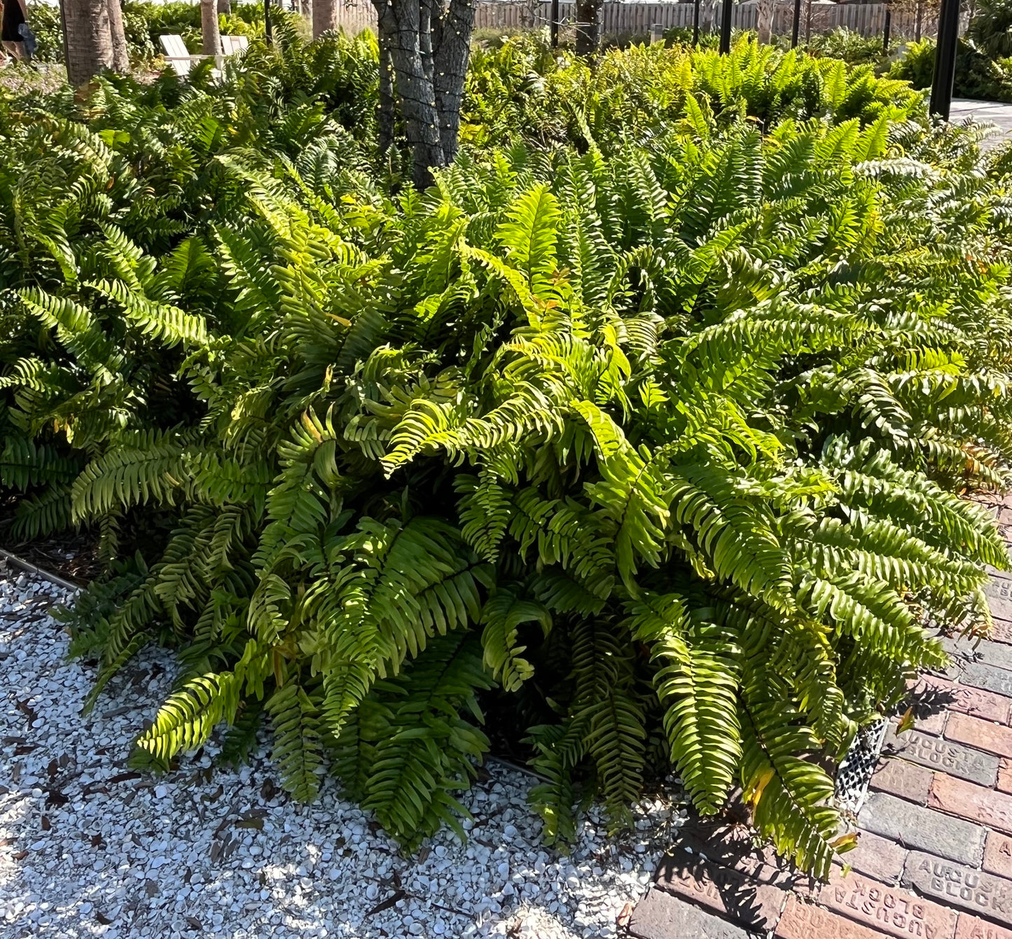 Fern Nephrolepis Macho Fern Plant in a 6-in (1-gal.) Black Grower Pot