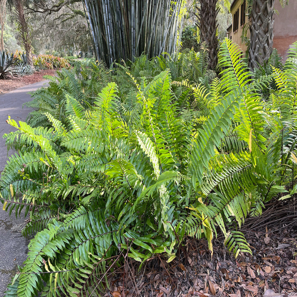 Fern Nephrolepis Macho Fern Plant in a 6-in (1-gal.) Black Grower Pot