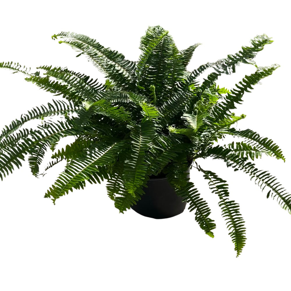 Fern Nephrolepis Macho Fern Plant in a 6-in (1-gal.) Black Grower Pot