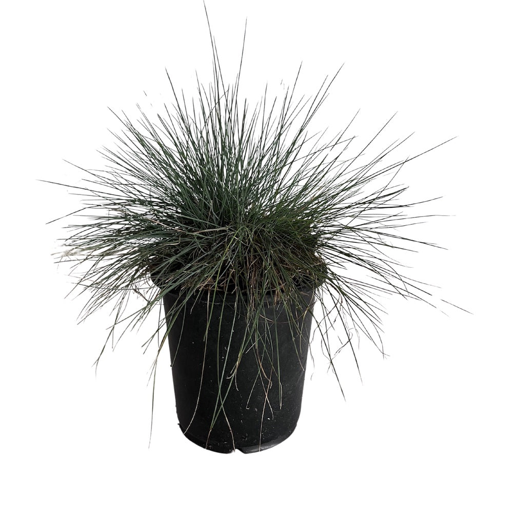 Grass Festuca Elijah Blue Dwarf Fescue Grass with Tan Grass Blooms in a 6-in. (1-gal.) Grower Pot