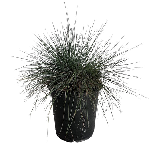 Grass Festuca Elijah Blue Dwarf Fescue Grass with Tan Grass Blooms in a 6-in. (1-gal.) Grower Pot