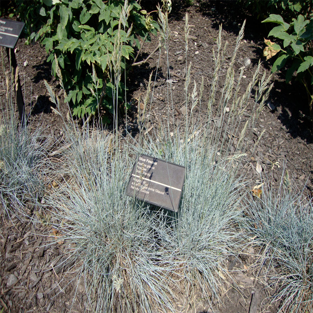 Grass Festuca Elijah Blue Dwarf Fescue Grass with Tan Grass Blooms in a 6-in. (1-gal.) Grower Pot