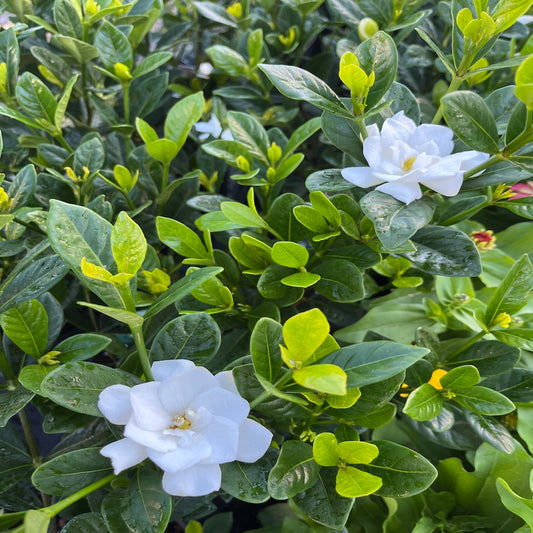 Gardenia Buttons Shrub in a 10-in. (3-Gal.) Grower Pot