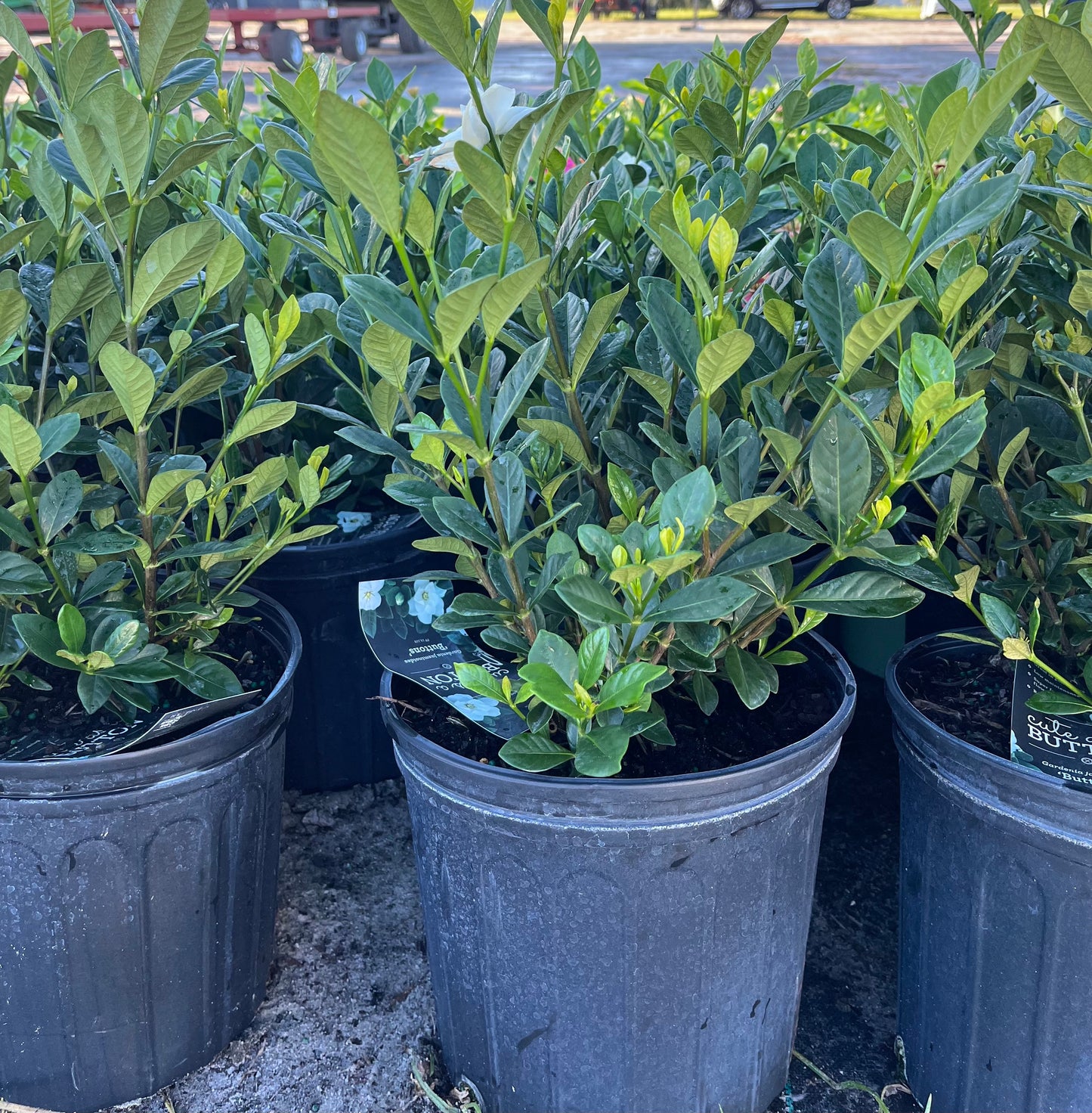 Gardenia Buttons Shrub in a 10-in. (3-Gal.) Grower Pot
