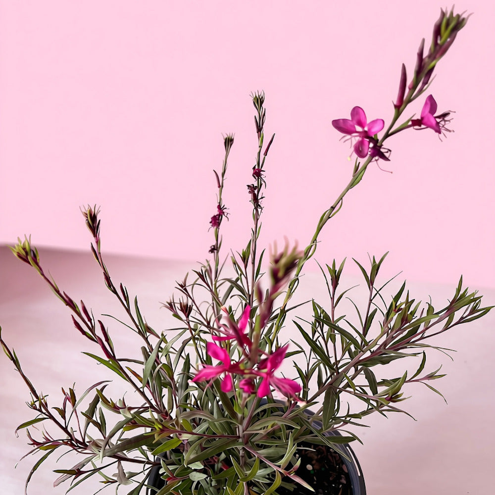 Gaura Belleza Dark Pink Wandflower Perennial Plant (Pink Flowers) in a 6 in. (1 gal.) Grower Pot