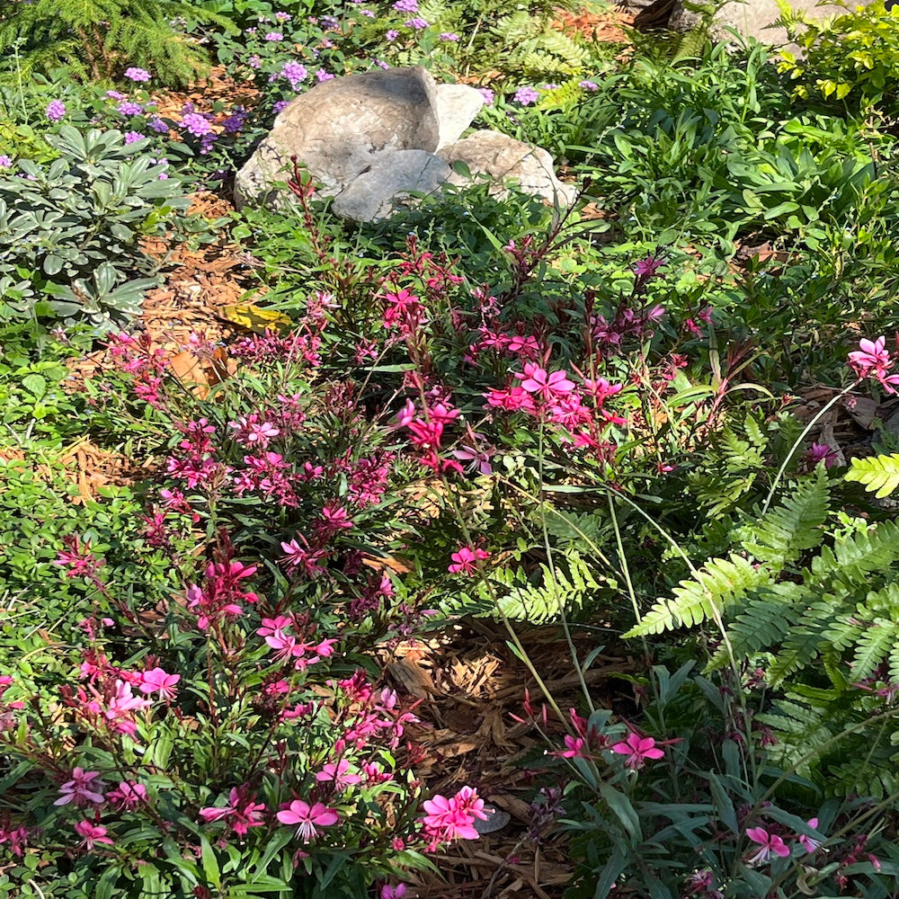 Gaura Belleza Dark Pink Wandflower Perennial Plant (Pink Flowers) in a 6 in. (1 gal.) Grower Pot