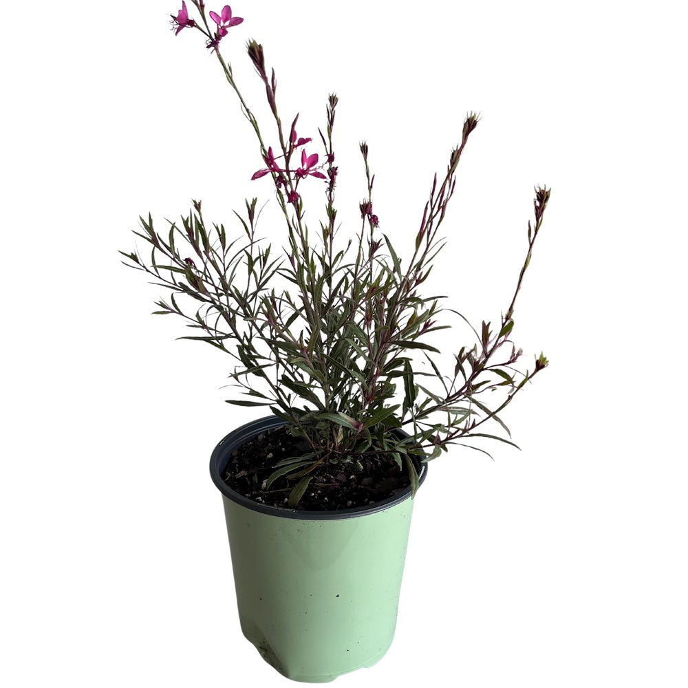 Gaura Belleza Dark Pink Wandflower Perennial Plant (Pink Flowers) in a 6 in. (1 gal.) Grower Pot