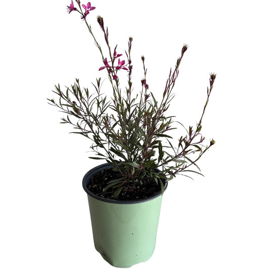 Gaura Belleza Dark Pink Wandflower Perennial Plant (Pink Flowers) in a 6 in. (1 gal.) Grower Pot
