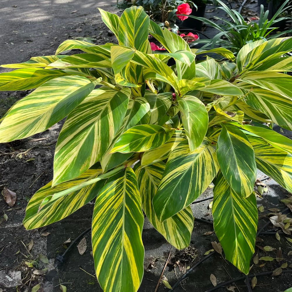 Shell Ginger Plan Alpinia Ginger Variegated Shrub in a 10 in. (3 Gal.) Growers Pot ...