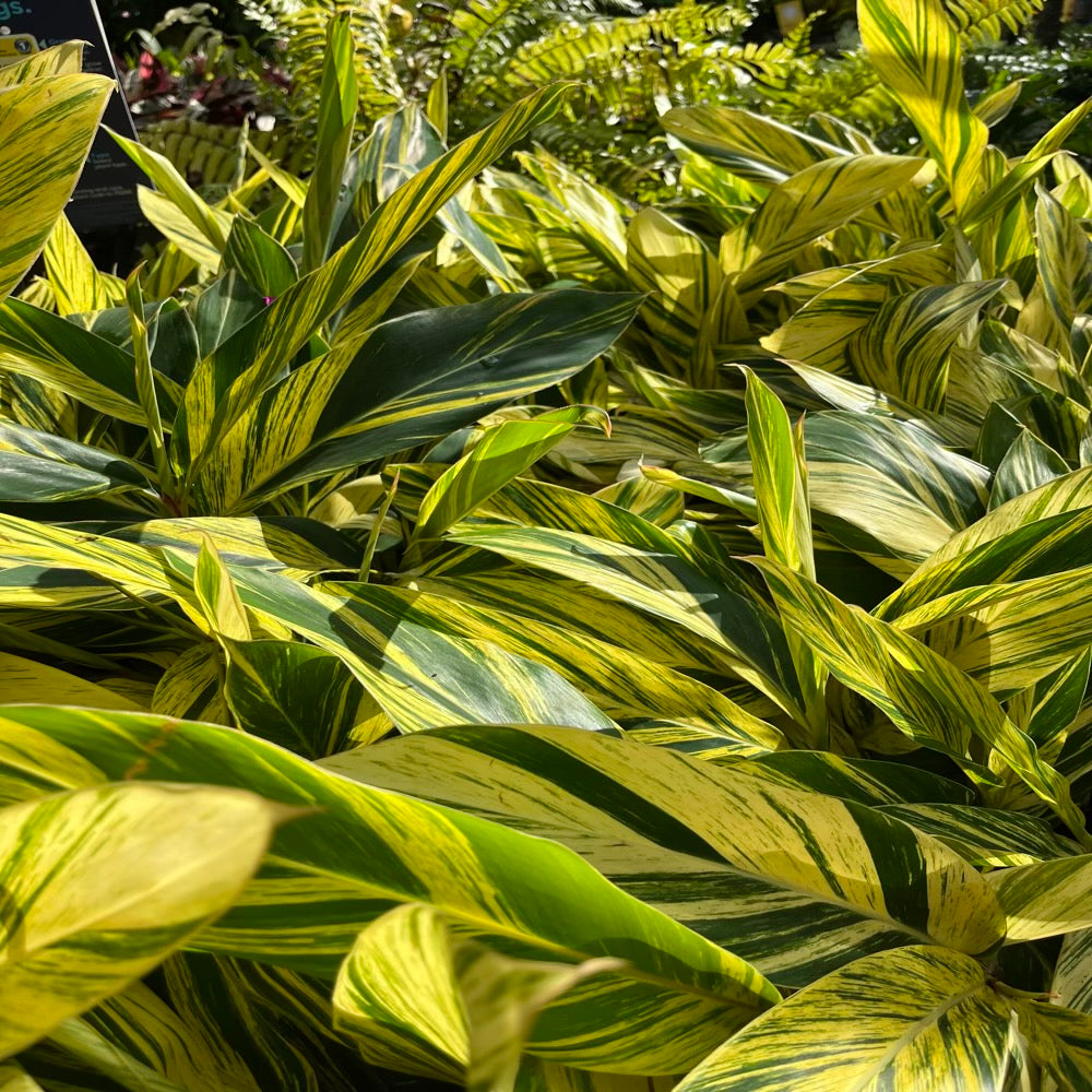 Ginger Variegated Shrub in a 10 in. (3 Gal.) Growers Pot