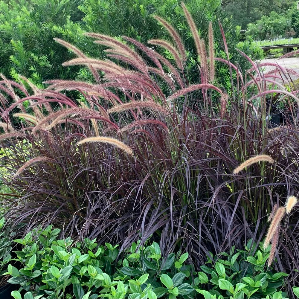 Grass Red Fountain Ornamental Grass in 10 in. (3 Gal.) Grower Pot