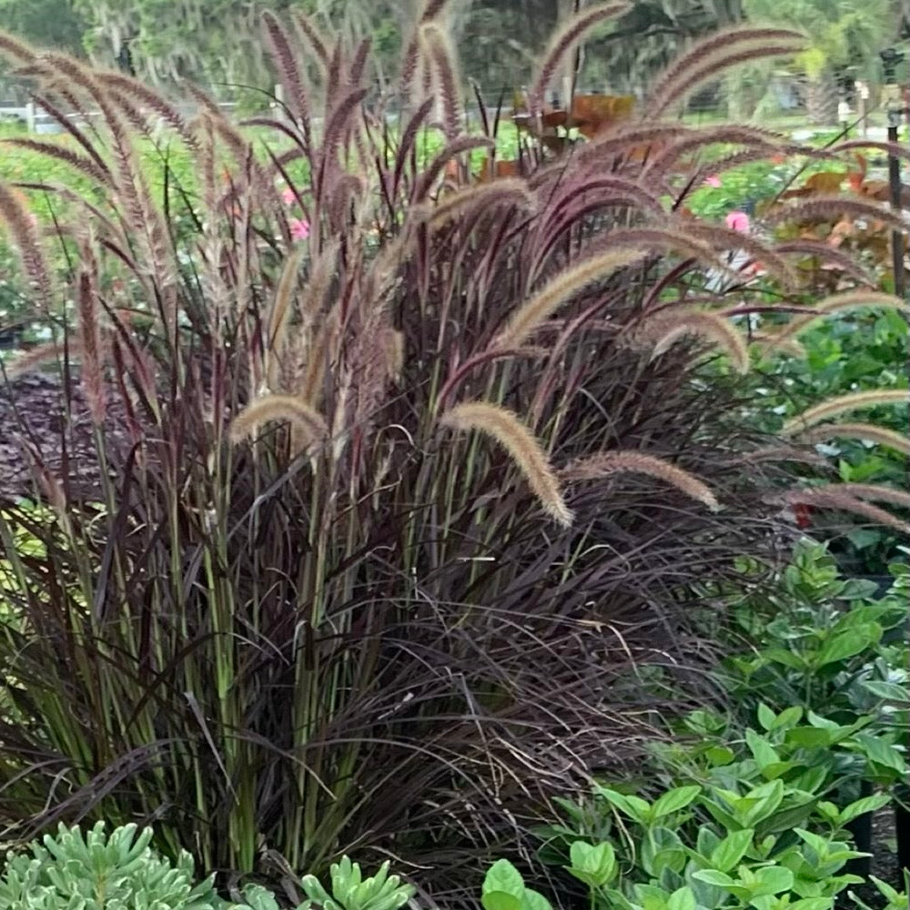 Grass Red Fountain Ornamental Grass in 10 in. (3 Gal.) Grower Pot