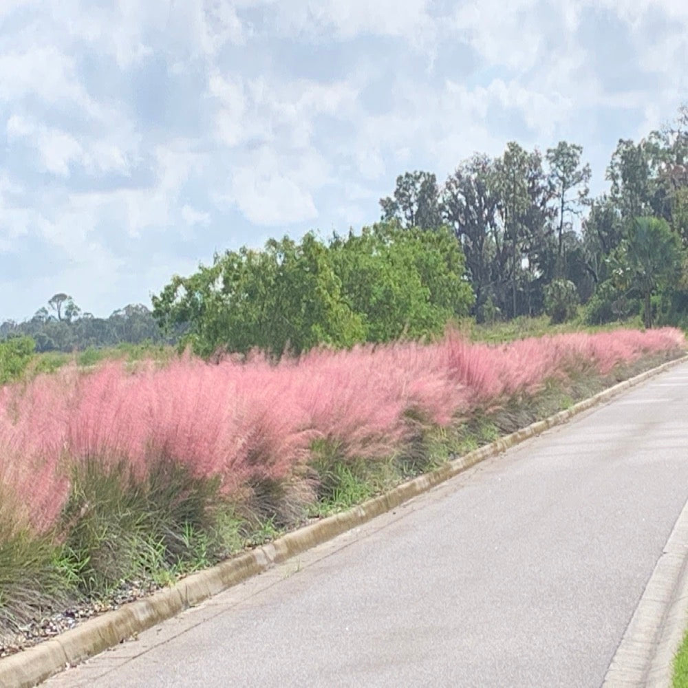 Grass Pink Muhly Ornamental Grass in 10 in. (3 Gal.) Grower Pot