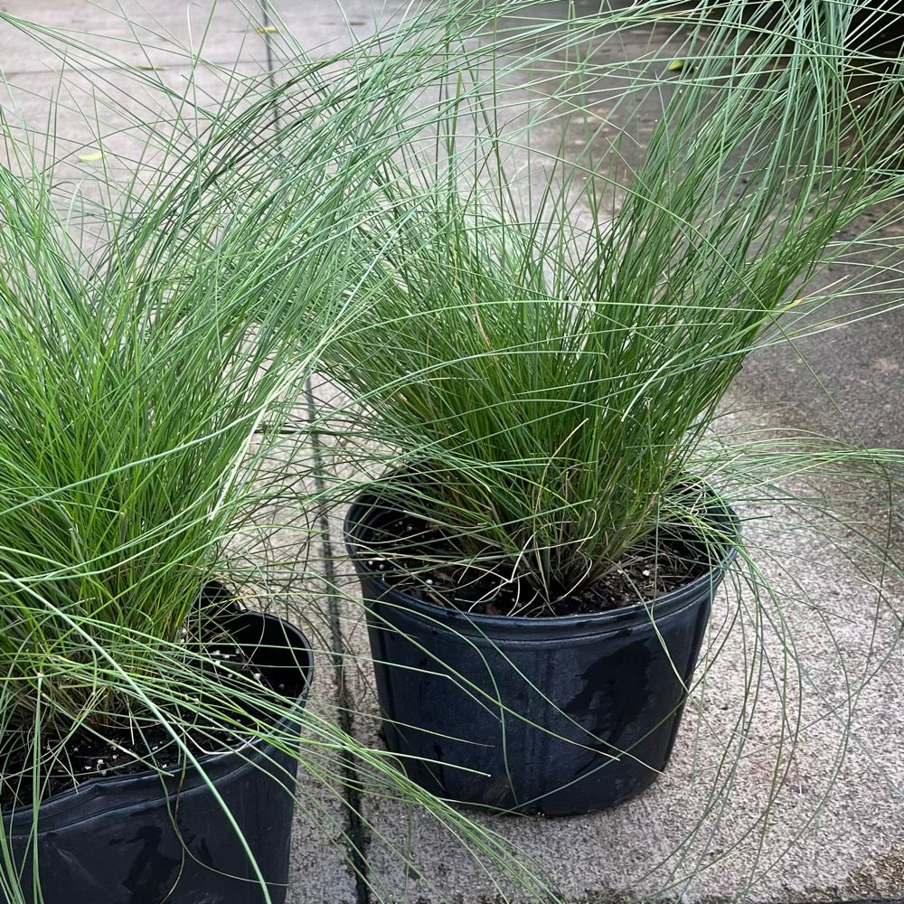 Grass Pink Muhly Ornamental Grass in 10 in. (3 Gal.) Grower Pot