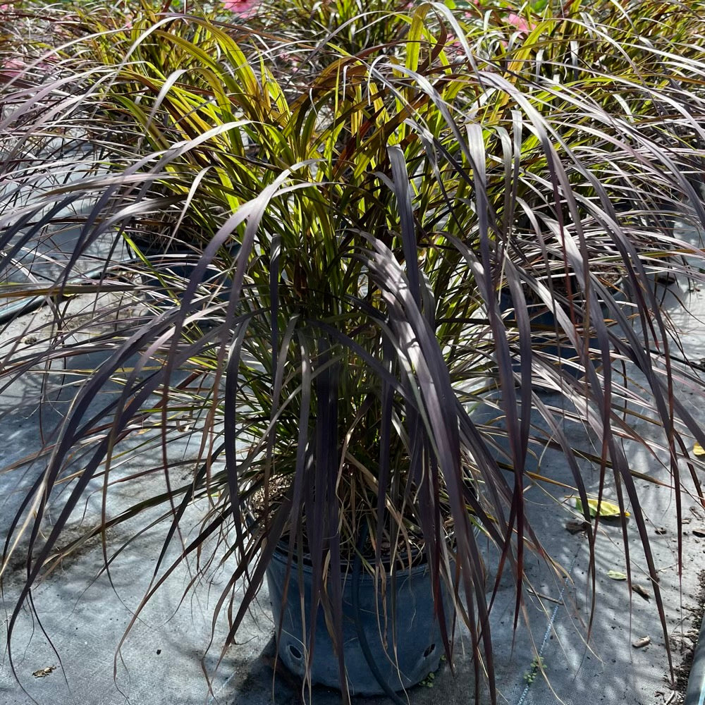 Grass Red Fountain Ornamental Grass in 10 in. (3 Gal.) Grower Pot