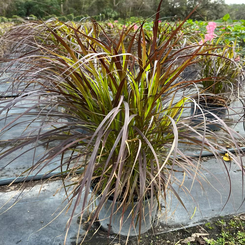 Grass Red Fountain Ornamental Grass in 10 in. (3 Gal.) Grower Pot