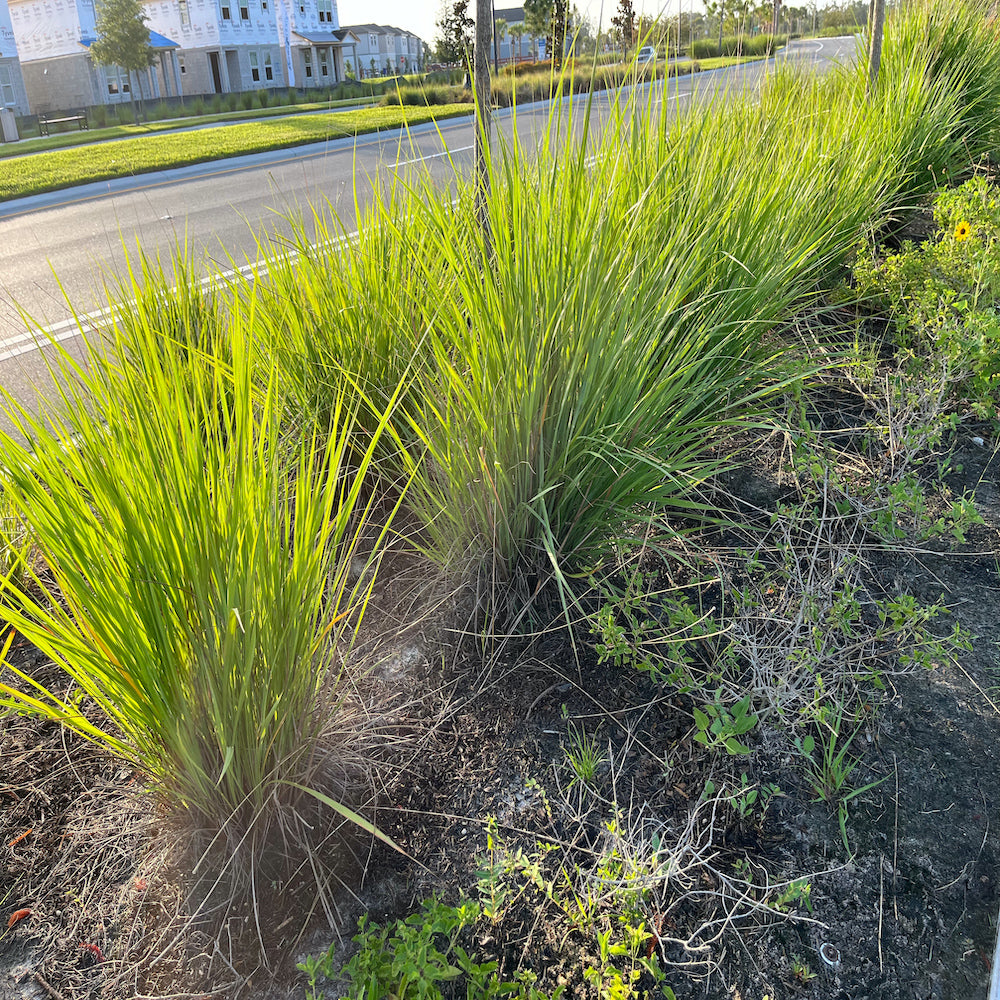 Grass Pennisetum White Fountain Grass Plant (Creamy White Flowers) in a 10 in. (3 Gal.) Grower Pot