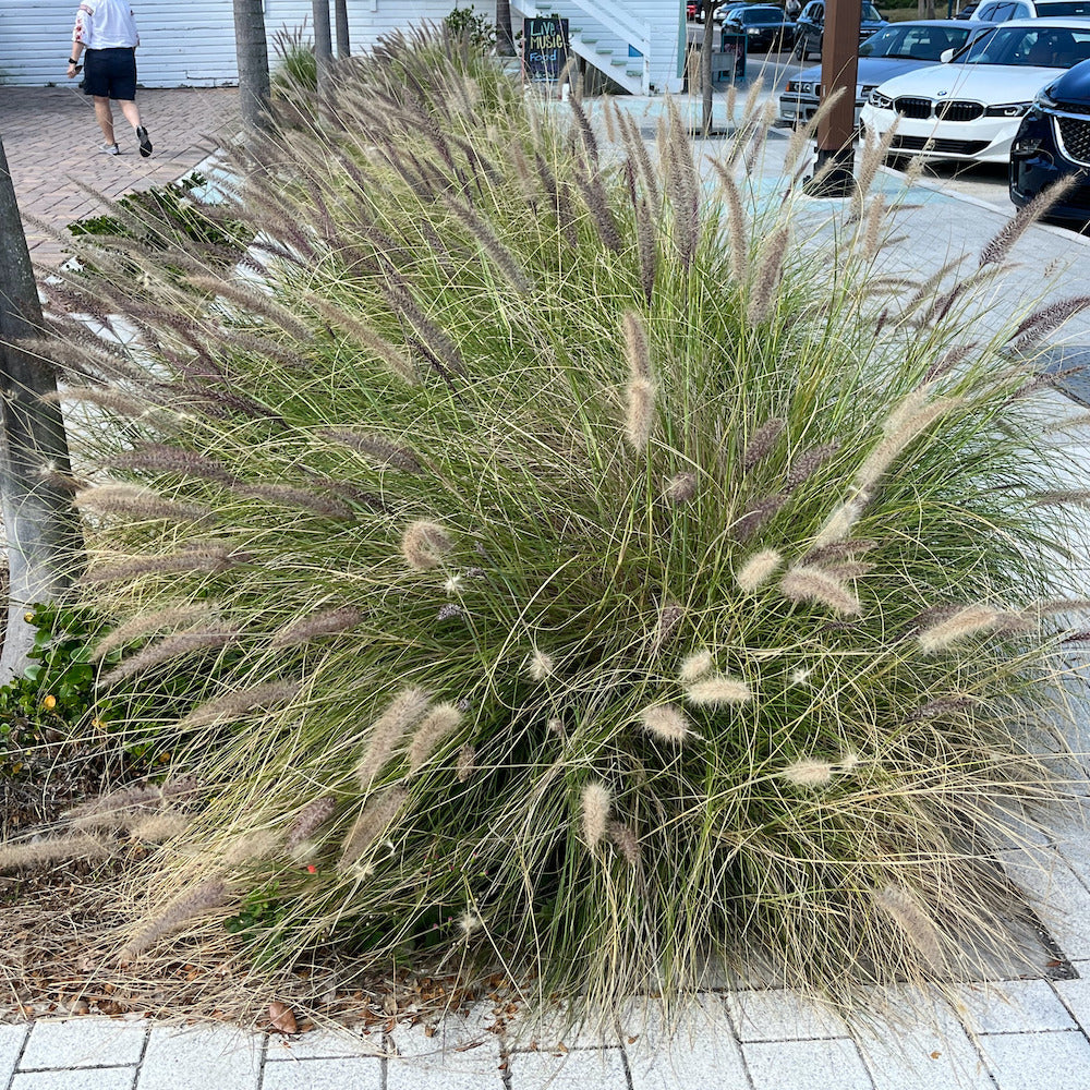 Grass Pennisetum White Fountain Grass Plant (Creamy White Flowers) in a 10 in. (3 Gal.) Grower Pot