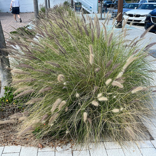 Grass Pennisetum White Fountain Grass Plant (Creamy White Flowers) in a 10 in. (3 Gal.) Grower Pot
