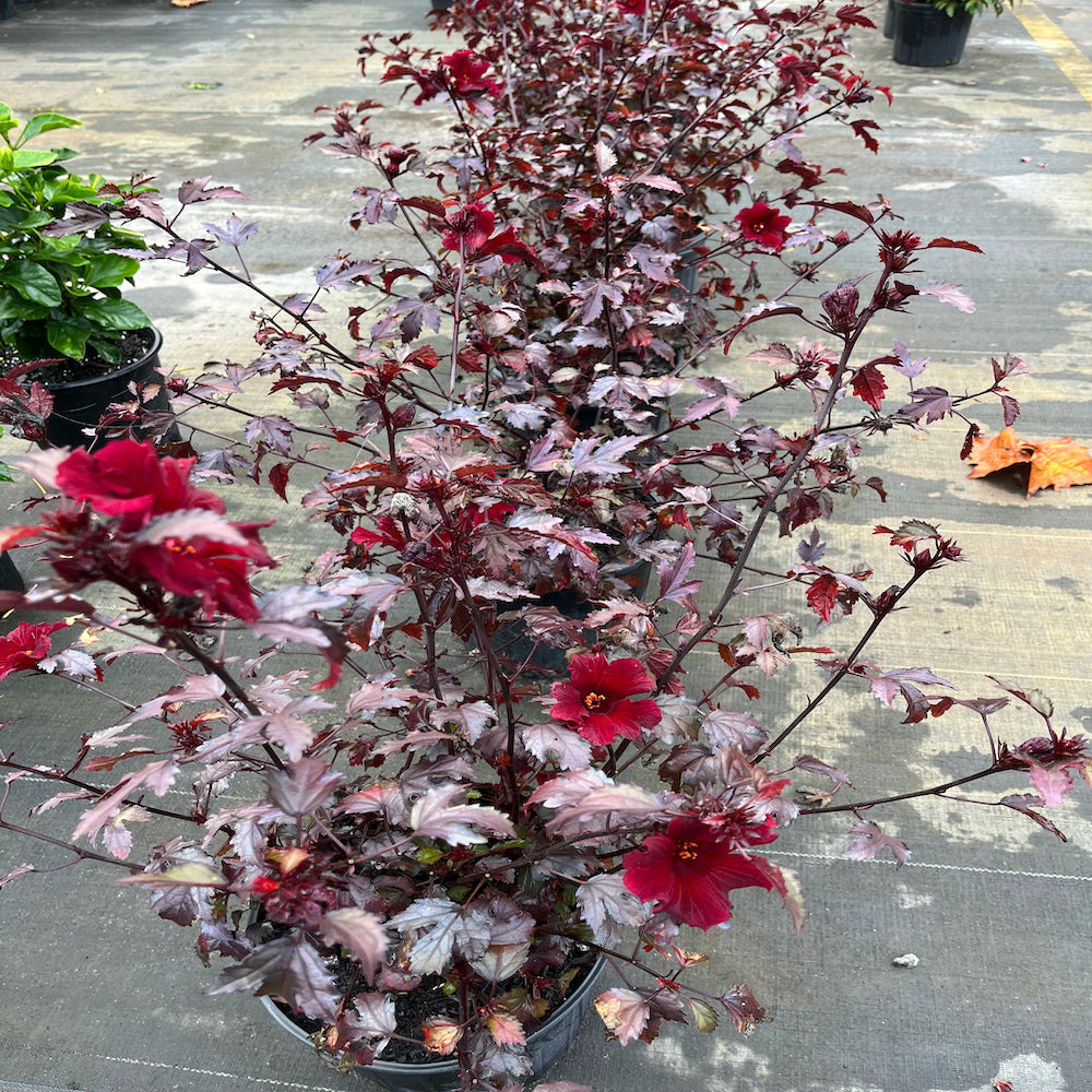Cranberry Red Leaf Hibiscus African Rosemallow Plant (Red Flowers) in a 10-in. (3 Gal.) Grower Pot