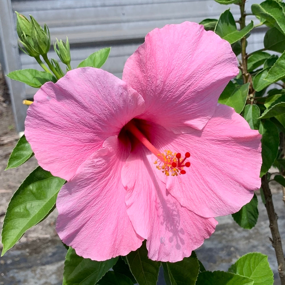 Hot Pink Hibiscus Flower A Pink Hibiscus Flower In The Park.