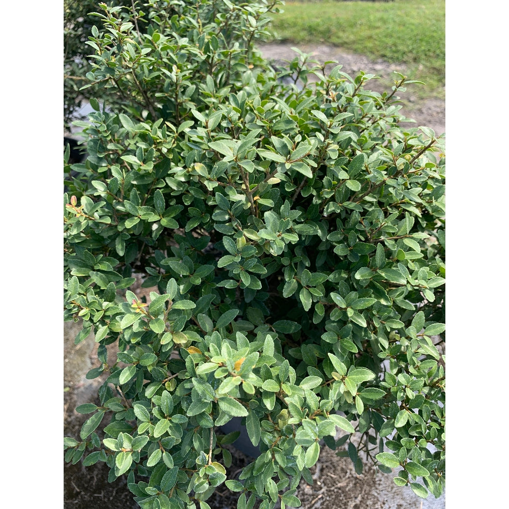 Semi di albero YAUPON HOLLY 30 pezzi Semi di albero YAUPON HOLLY 30 pezzi
