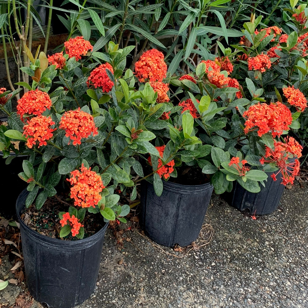 Ixora Maui Red Flowering Shrub (Red Flowers) in 10 in. (3 Gal.) Grower Pot