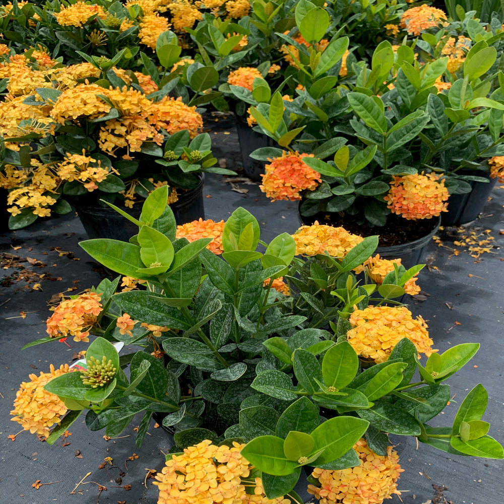 Ixora Maui Yellow Flowering Shrub (Yellow Flowers) in 10 in. (3 Gal.) Grower Pot