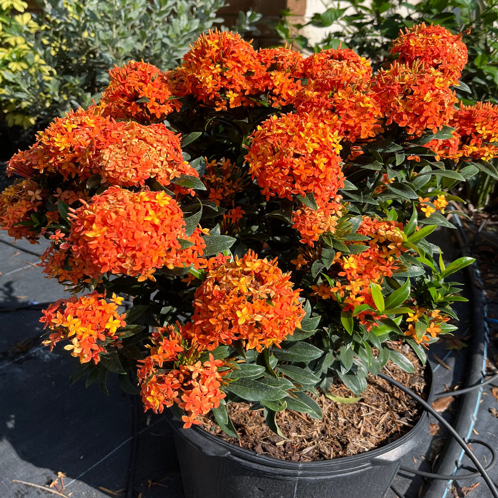 Potted plant with bright orange flowers and green leaves