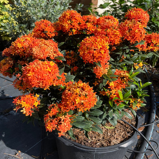 Potted plant with bright orange flowers and green leaves