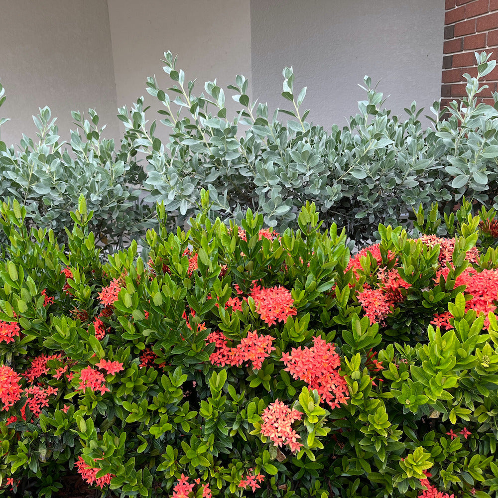Ixora Dwarf Red Taiwanese Shrub (Fiery Red Flowers) in a 10 in. (3 Gal.) Grower Pot