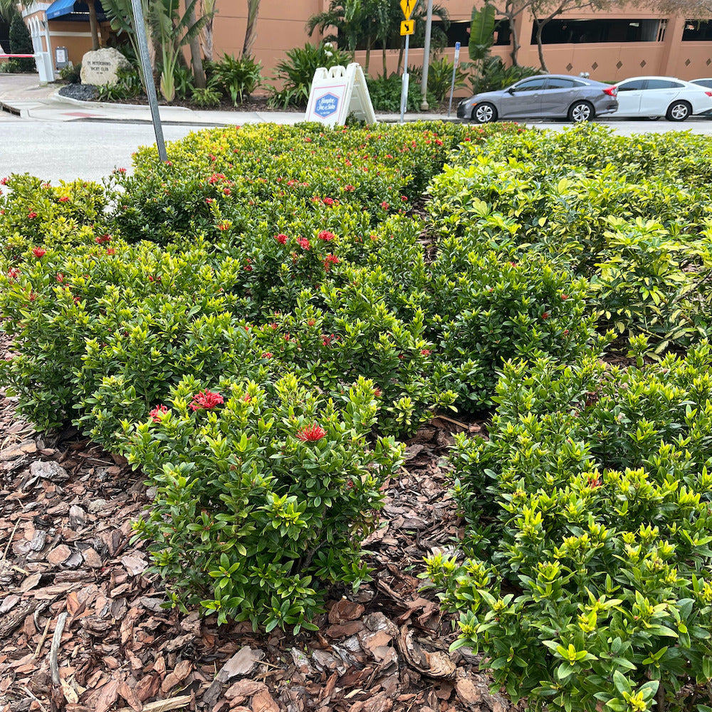 Ixora Dwarf Red Taiwanese Shrub (Fiery Red Flowers) in a 10 in. (3 Gal.) Grower Pot