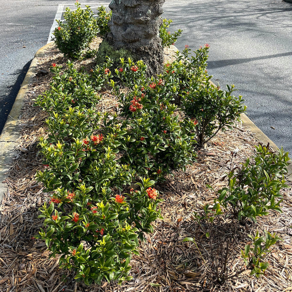 Ixora Dwarf Red Taiwanese Shrub (Fiery Red Flowers) in a 10 in. (3 Gal.) Grower Pot