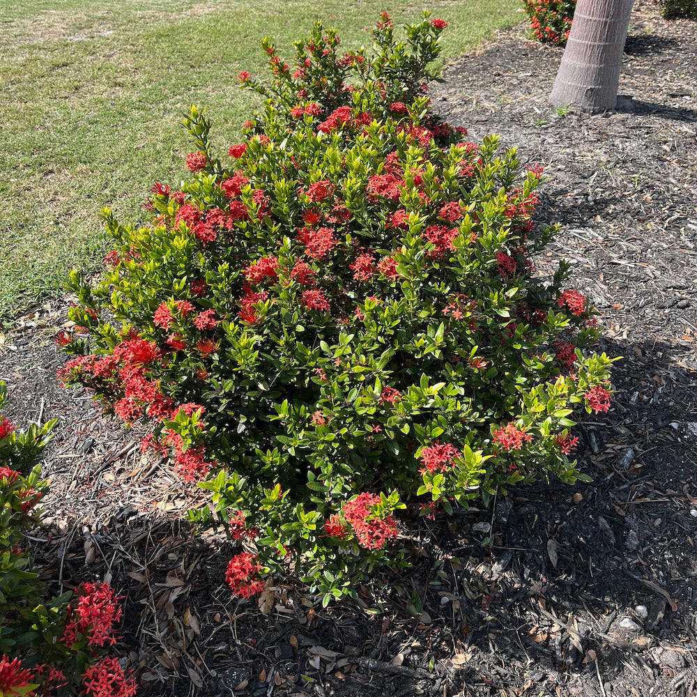 Ixora Dwarf Red Taiwanese Shrub (Fiery Red Flowers) in a 10 in. (3 Gal.) Grower Pot