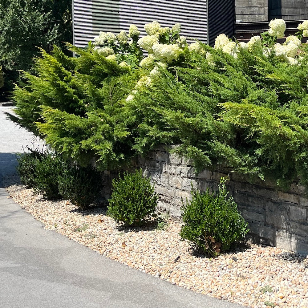 Juniperus Juniper Sea Green Shrub in a 10 in. (3 Gal.) Grower Pot