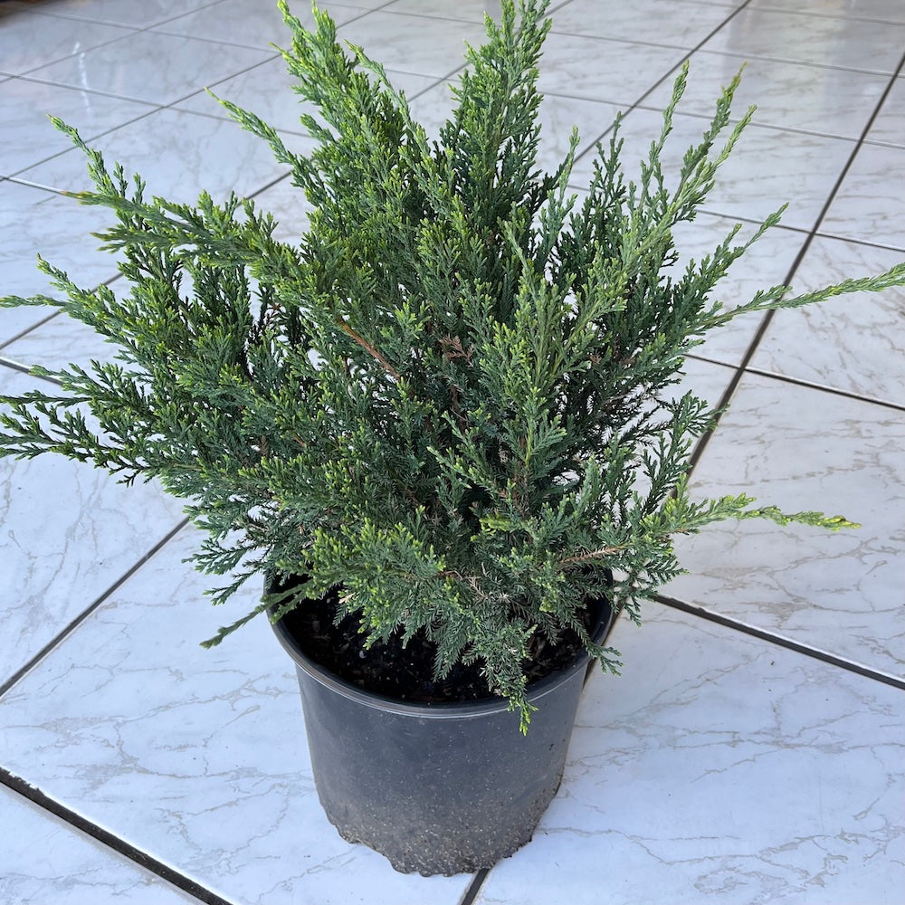 Juniperus Juniper Sea Green Shrub in a 10 in. (3 Gal.) Grower Pot