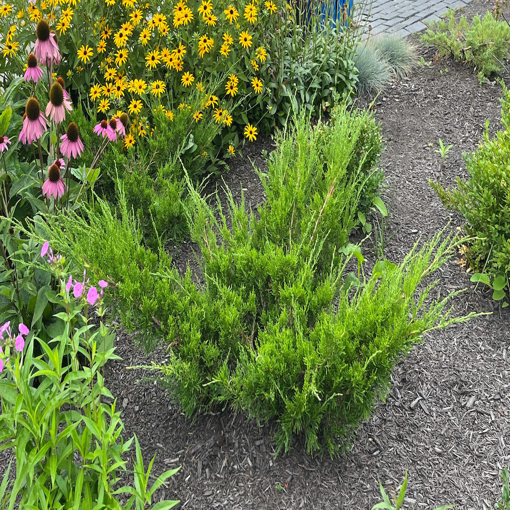 Juniperus Juniper Sea Green Shrub in a 10 in. (3 Gal.) Grower Pot