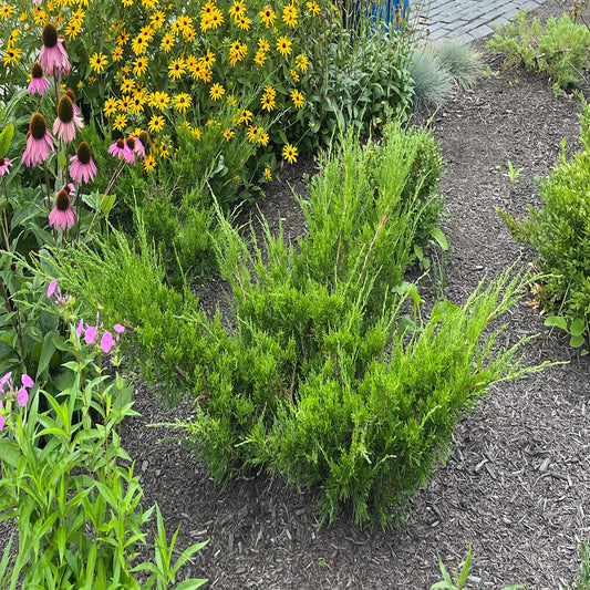 Juniperus Juniper Sea Green Shrub in a 10 in. (3 Gal.) Grower Pot